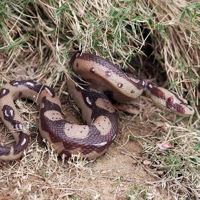 Modèle de serpent de Simulation réaliste d'halloween, serpents en caoutchouc effrayants, jouets de farces délicates, jouet d'horreur pour fête, événement, cadeaux Gag – Image 2