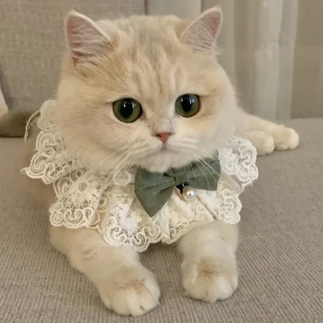 Collier de Luxe pour Animaux – Image 3