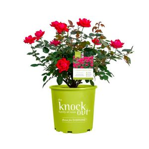Produit Exclusif