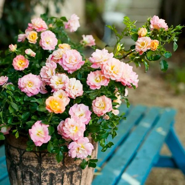 Drift Peach Rose Live Shrub (2 Gallon) – Image 3