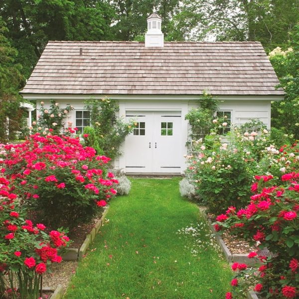 The Red Double Knock Out® Rose Live Shrubs with Vibrant Cherry Red Blooms (1 Gallon) – Image 3